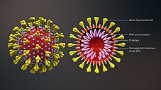 Memoirs of a victim of the Coronavirus